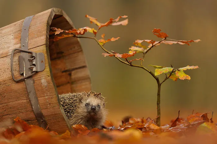 These 203 Beautiful Autumn Photos Will Inspire You To Grab Your Camera