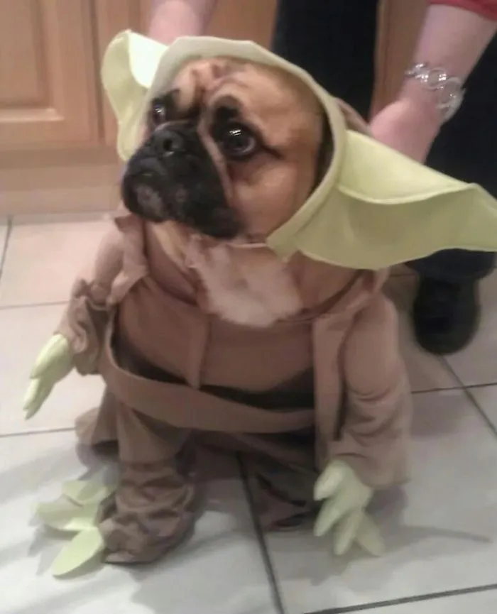 Yoda!