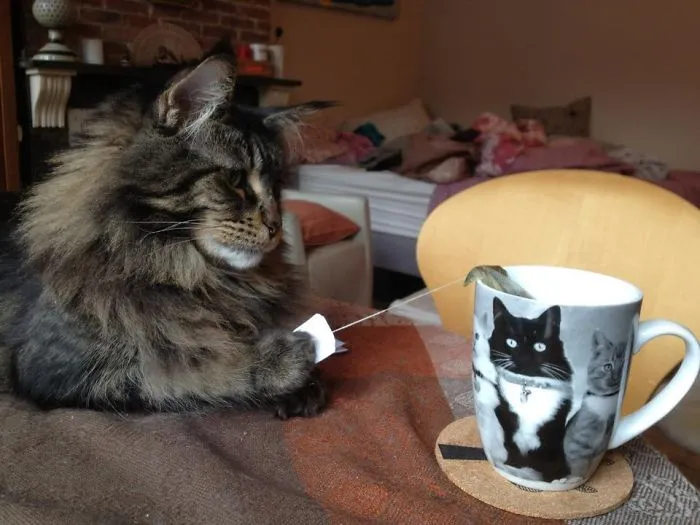 Tea Time Saboteur