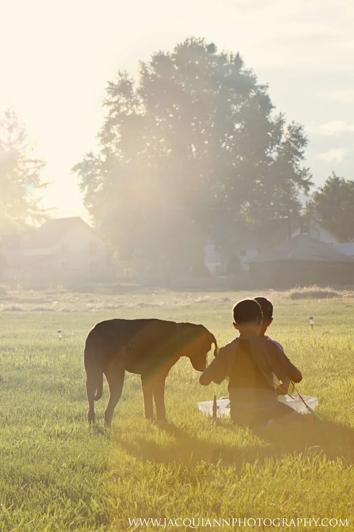 Hot Days And Dogs!  Jacqui Ann