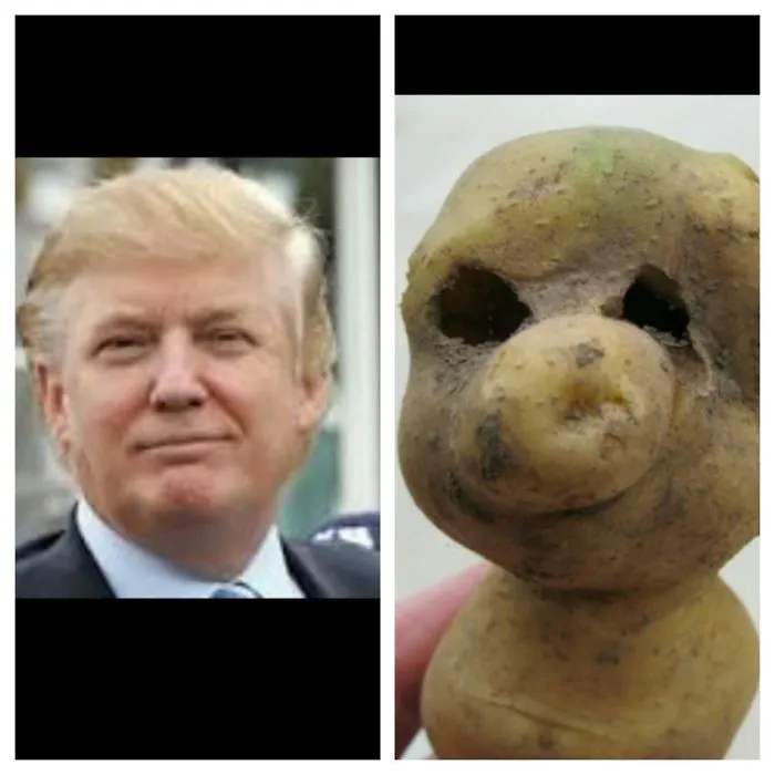 Donald Trump's Look-alike