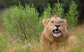 Two Unforgettable Weeks Of Photography In Botswana.