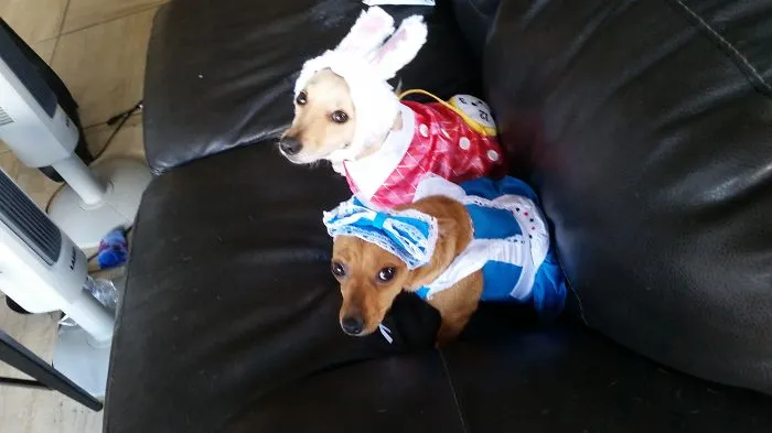 Alice In Wonderland Dogs