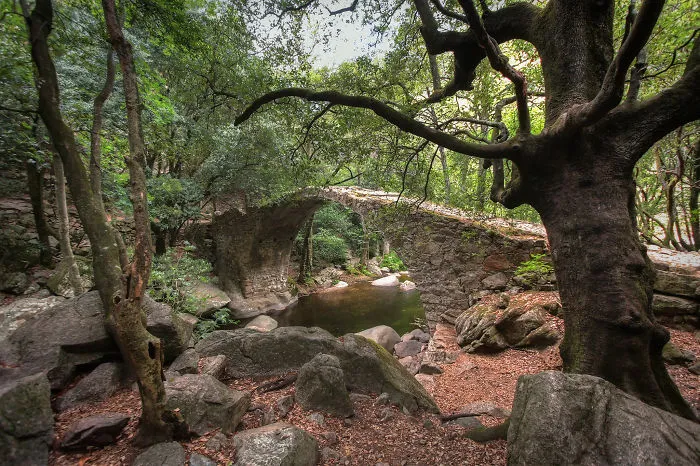 Ancient mystical stone bridge surrounded by lush green forest and rocks, creating a magical and otherworldly atmosphere.