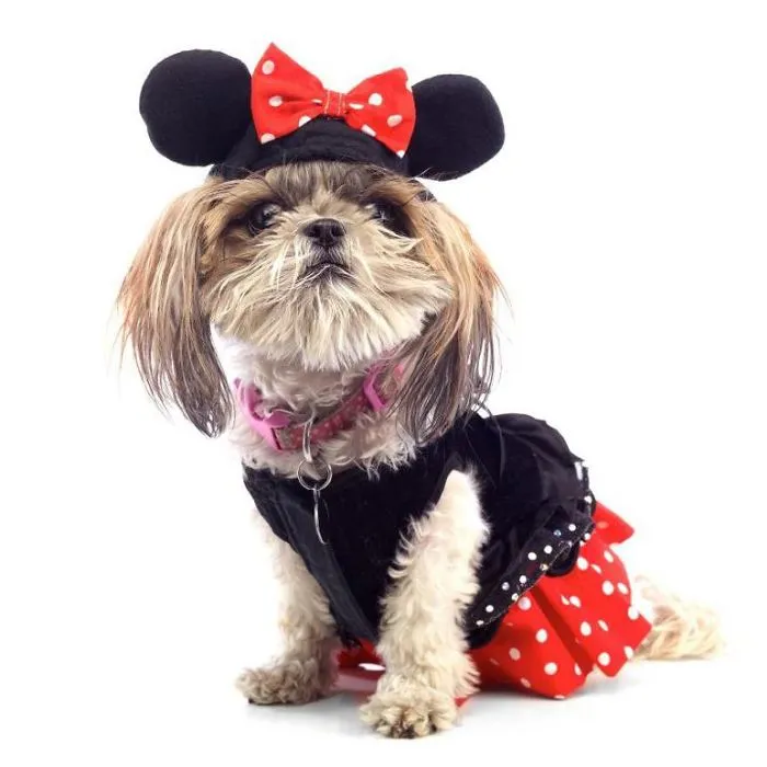 Minnie Mouse Shih Tzu