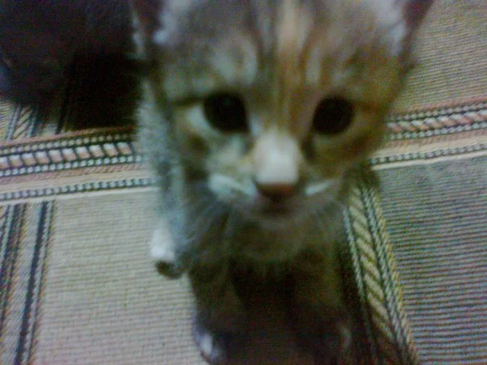 The Face !