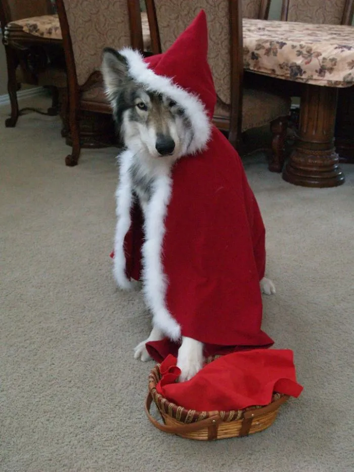 Hey There Little Red Riding Hood