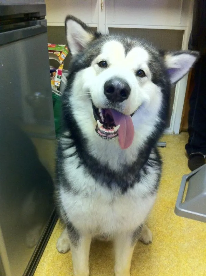 Puppy