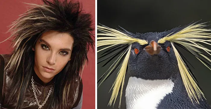 Bill Kaulitz Looks Like The Southern Rockhopper Penguin