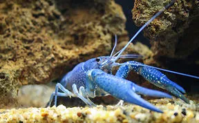 79 Animals With Unexpected Colors