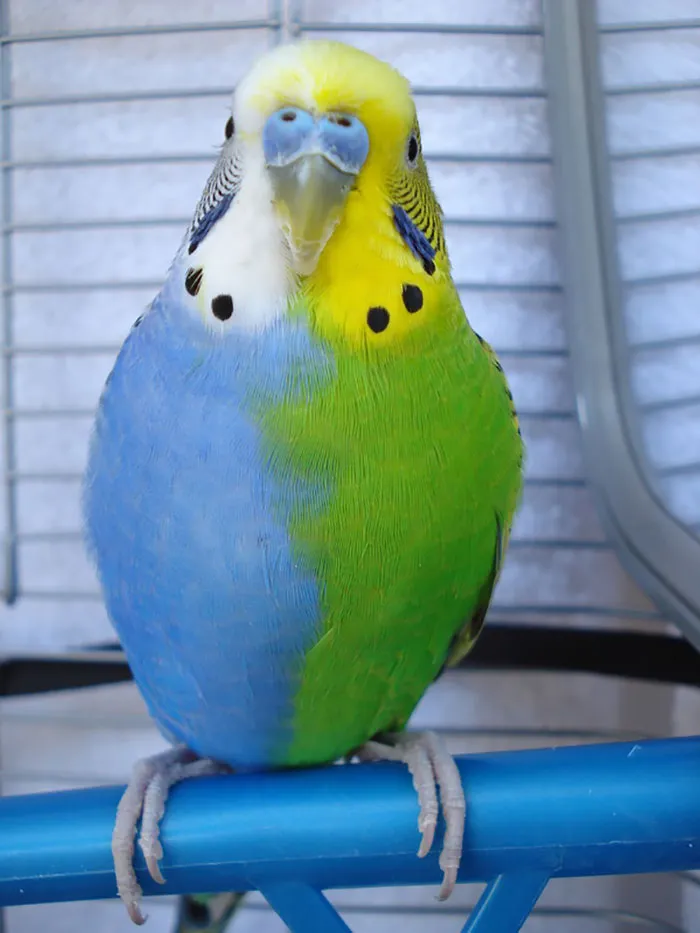 Blue And Green Parakeet