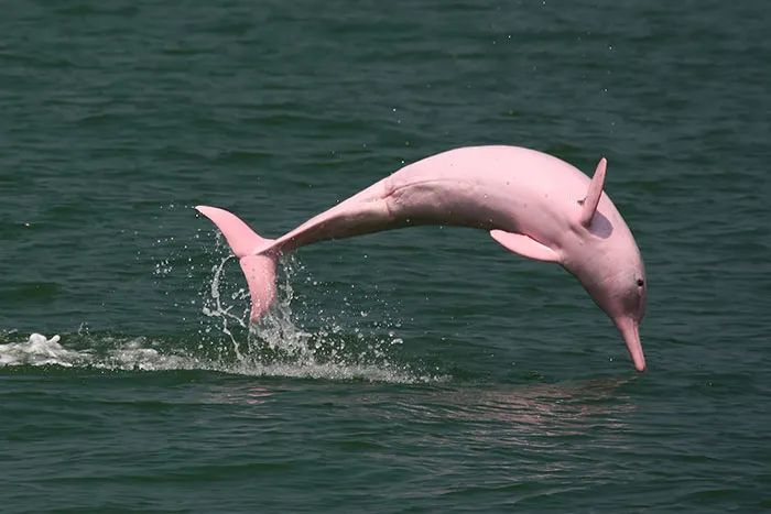 Pink Dolphin
