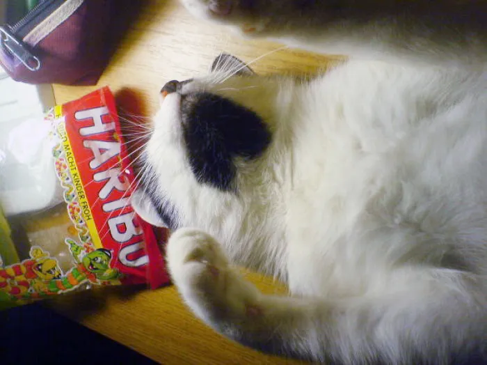 Cat With A Soft Spot