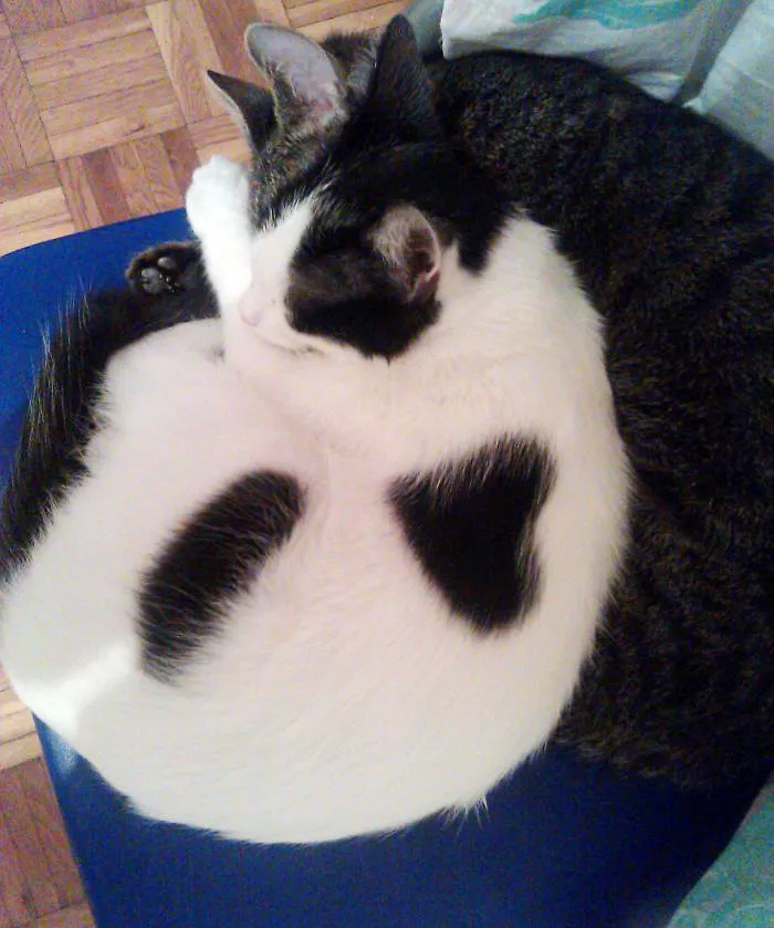 Little Heart On A Cat