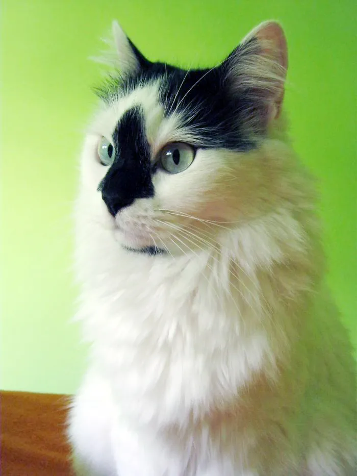 Long Black Nose