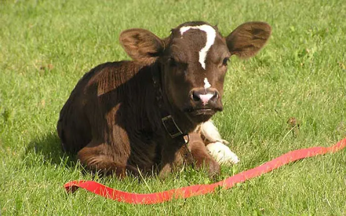This Cow Has A Question For You