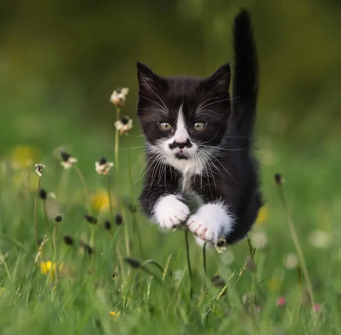 Batman Kitty