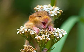 28 Teeny Tiny Wild Mice