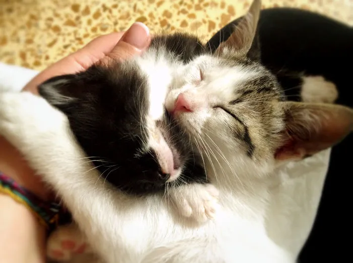 Adopted Little Sister...
