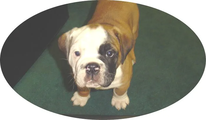 Amosmoses At 7 Weeks Old!
