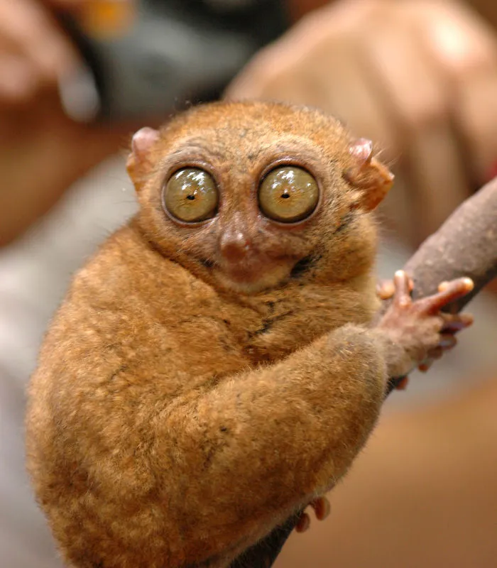 91 Astonished Animals Who Are Freaked Out By What's Happening