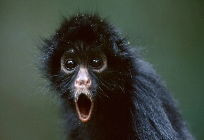 91 Astonished Animals Who Are Freaked Out By What's Happening