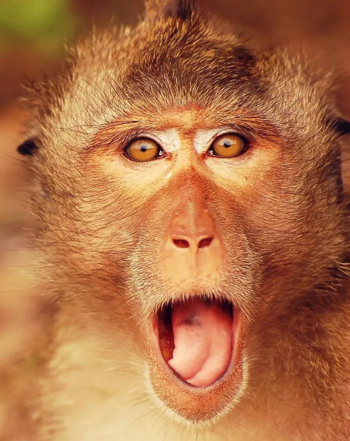91 Astonished Animals Who Are Freaked Out By What's Happening