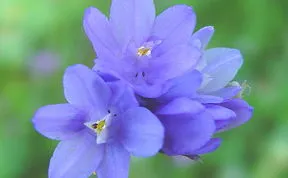 Wild, Weed Flowers
