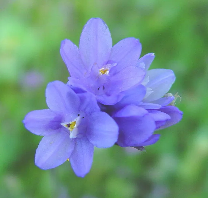 Wild, Weed Flowers