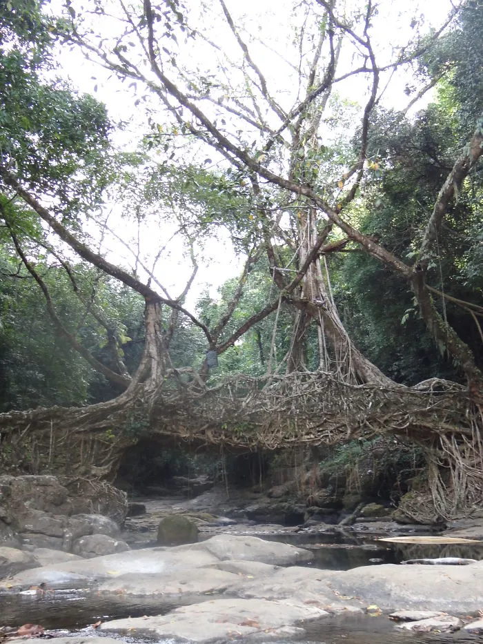 Living root mystical bridge made of tree roots crossing a rocky stream in a dense green forest.