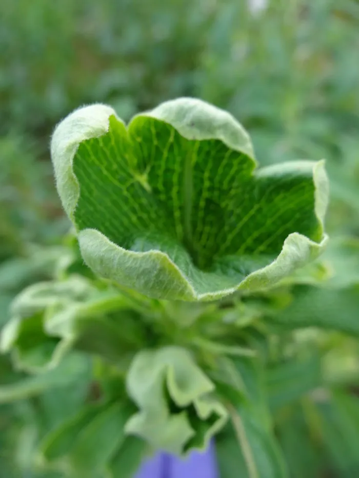 Green Flower
