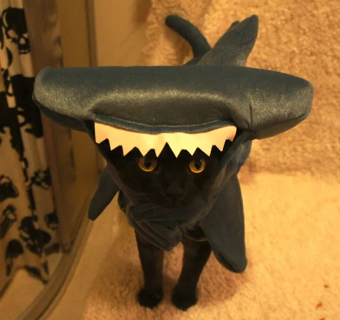 Filur - The Devon Rex Hammerhead Shark!