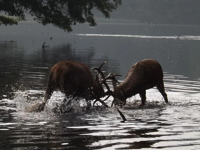 Rutting Stags, Wollaton Park Nottingham.