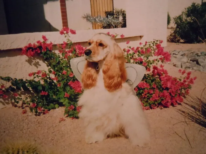 Angelic "sandy"