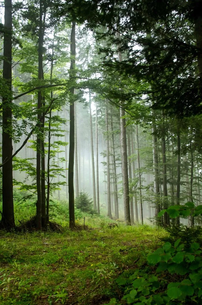 Foggy Summer Day