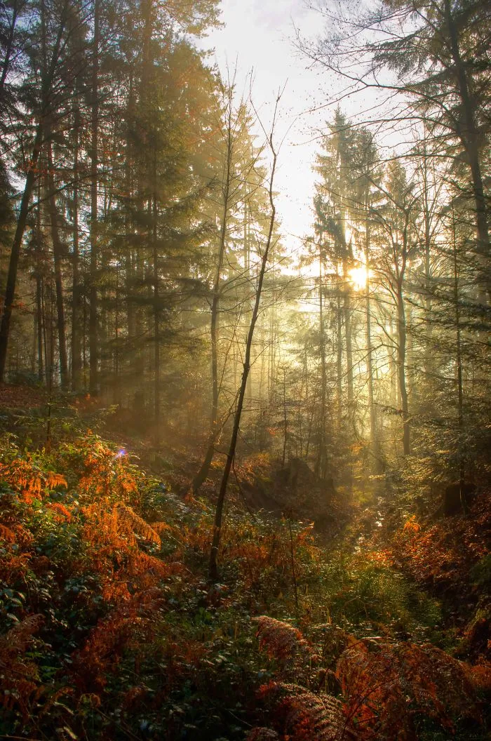 Autumn Glory