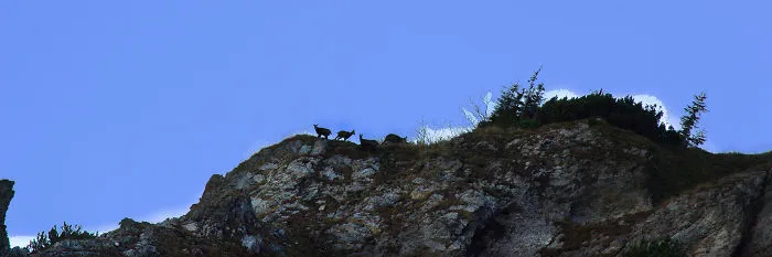 Chamois On Scorota, Retezat