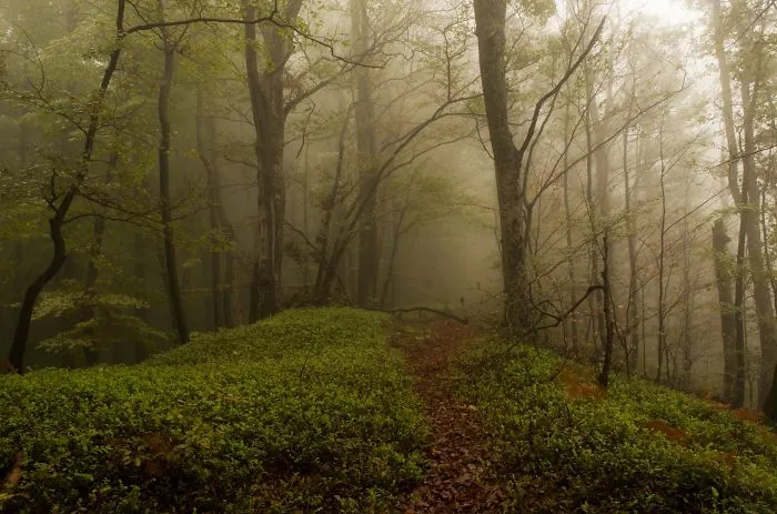 Cautios Path