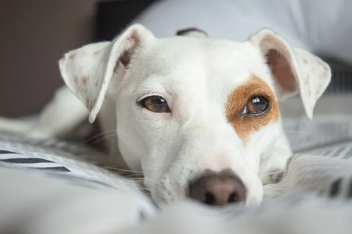 Who Doesn't Like A Cute Little Dog?!