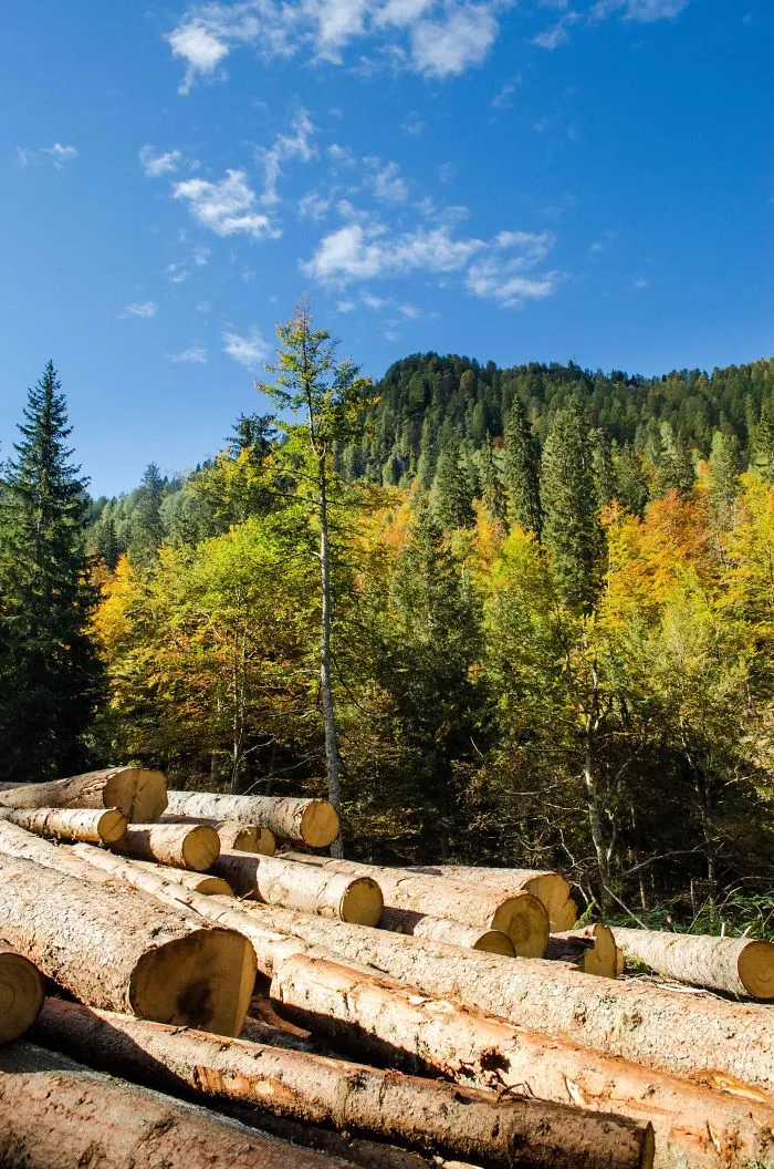 Trees And Logs