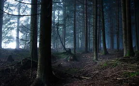 May The Forest Be With You: Post Your Favourite Pictures Of Forests