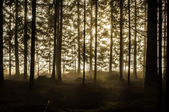 Mesmerizing Morning