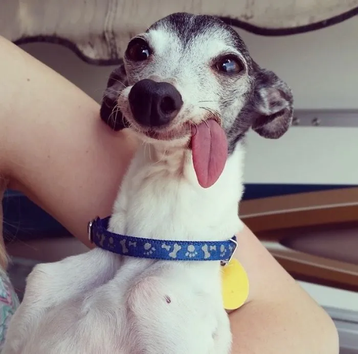Derp
