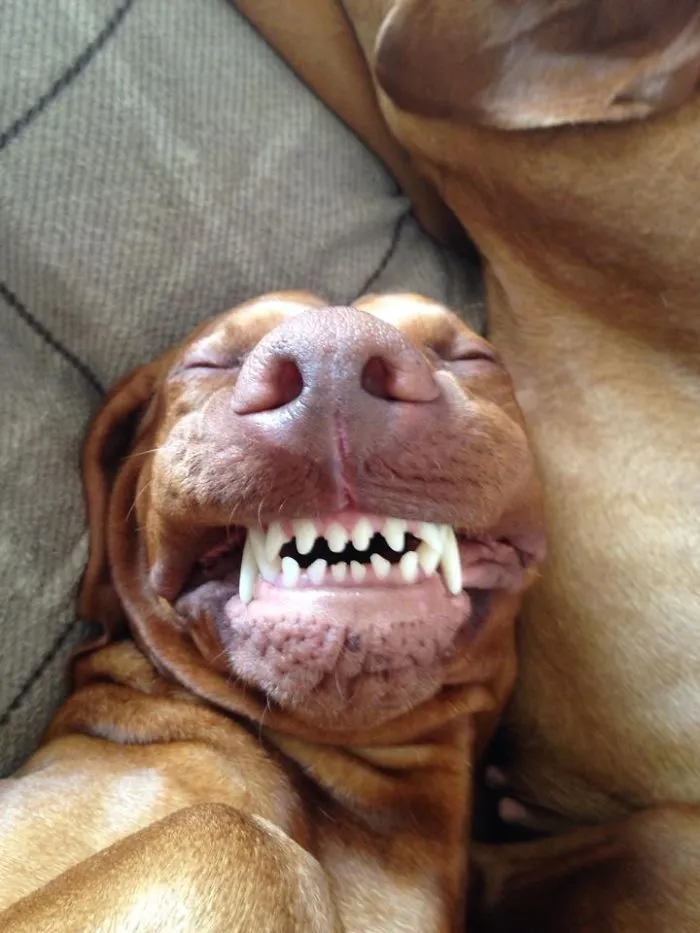 This Dog Is On Cloud (ca)nine