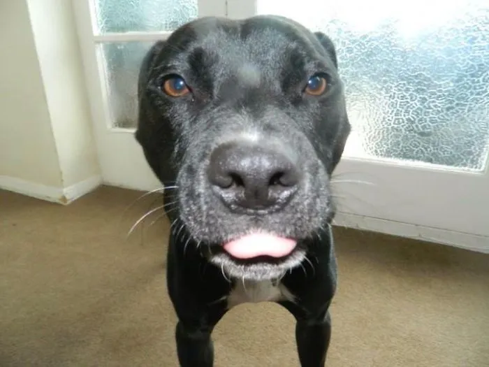 I Can Pull Tongues Too Human