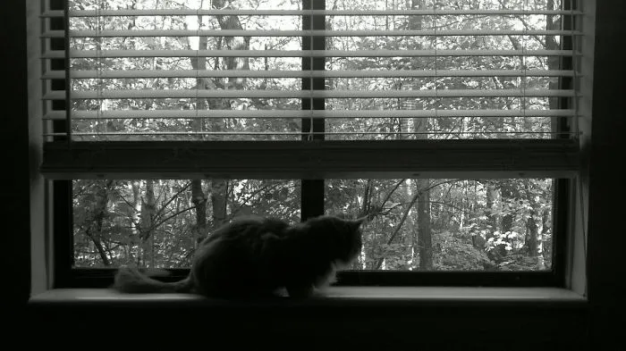 My Cat Ewok.