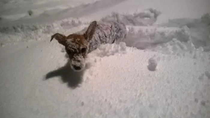 Snow Dog Alice