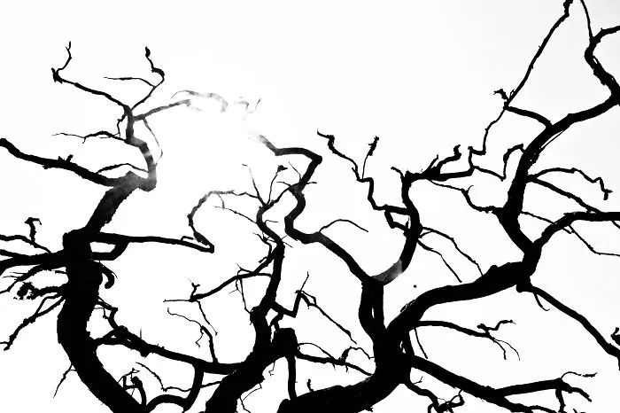 The Tree