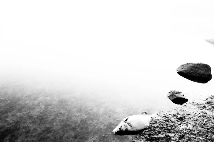 The Fish