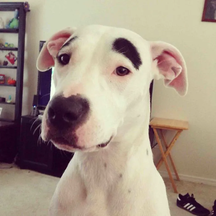 Big Bushy Eyebrows